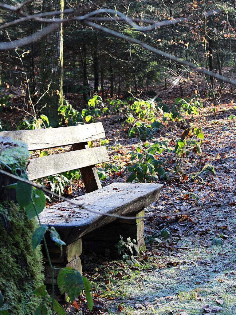 Weihnachten im Wald