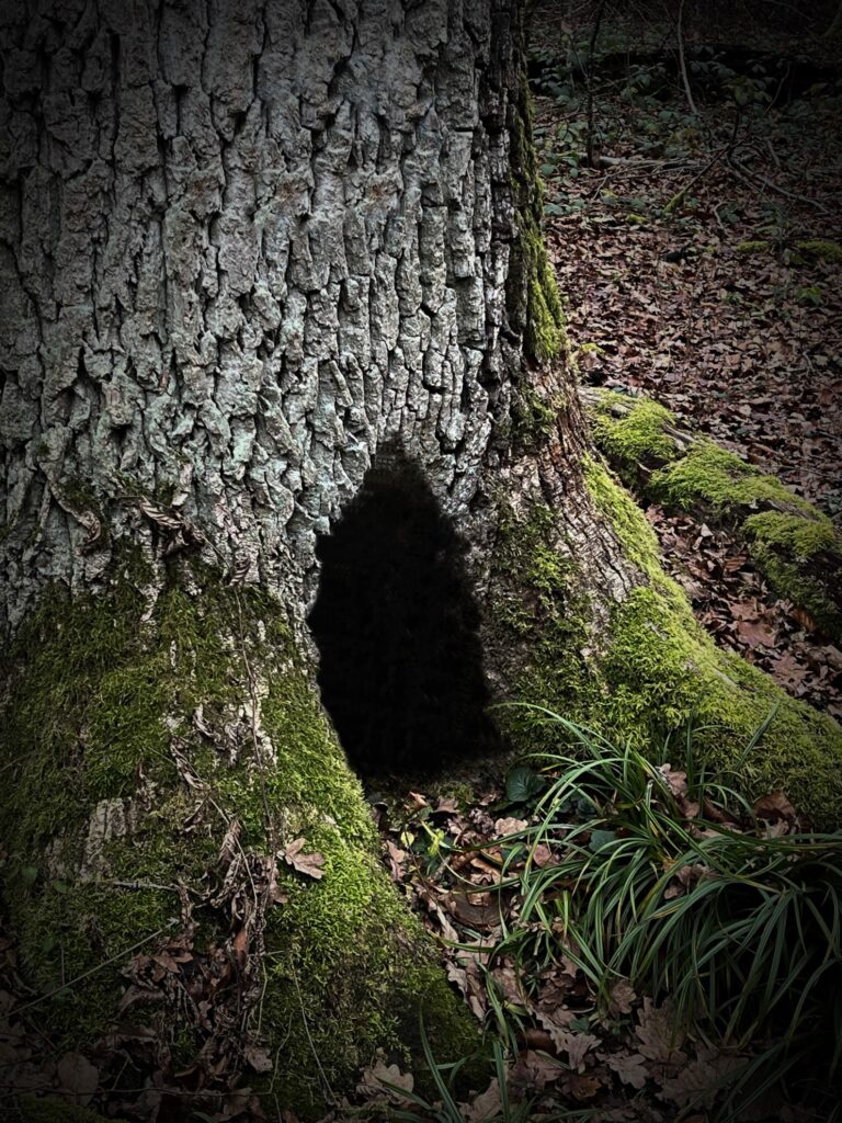 Weihnachten im Wald