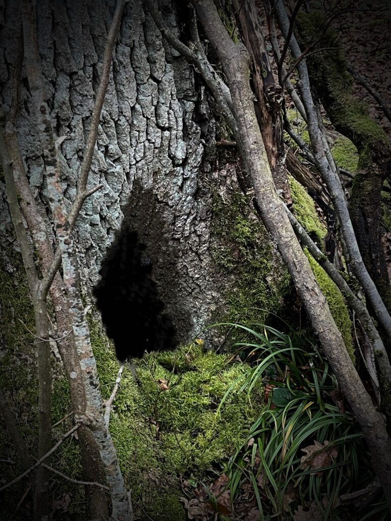 Weihnachten im Wald