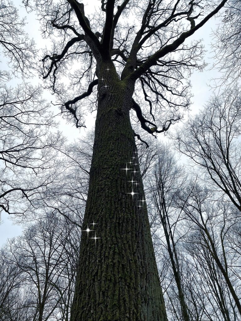 Weihnachten im Wald